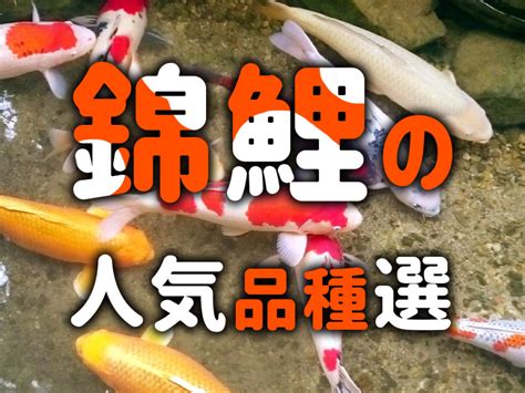 錦鯉魚|錦鯉の種類 人気品種は？錦鯉の違い・見分け方を徹底解説！ 